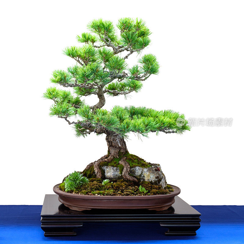 日本五指松(parviflora Pinus)针叶树盆景